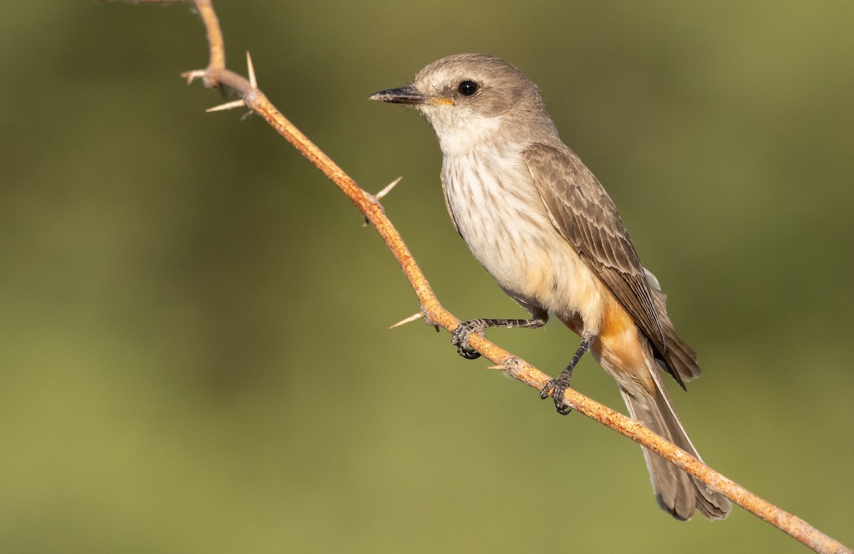 Vermilion Flycatcher - ML446072921