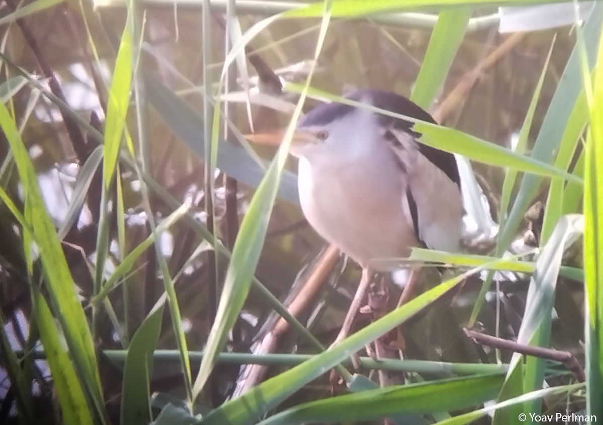 Little Bittern - Yoav Perlman