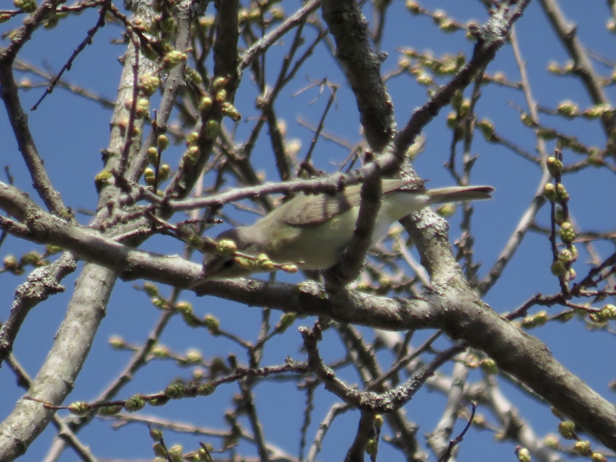 Warbling Vireo - ML446074691