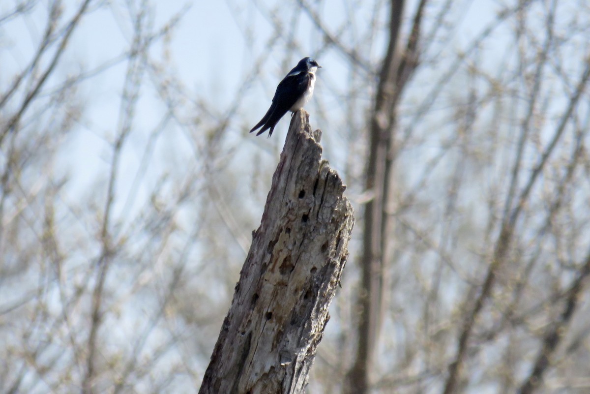 Tree Swallow - Ben Hunt