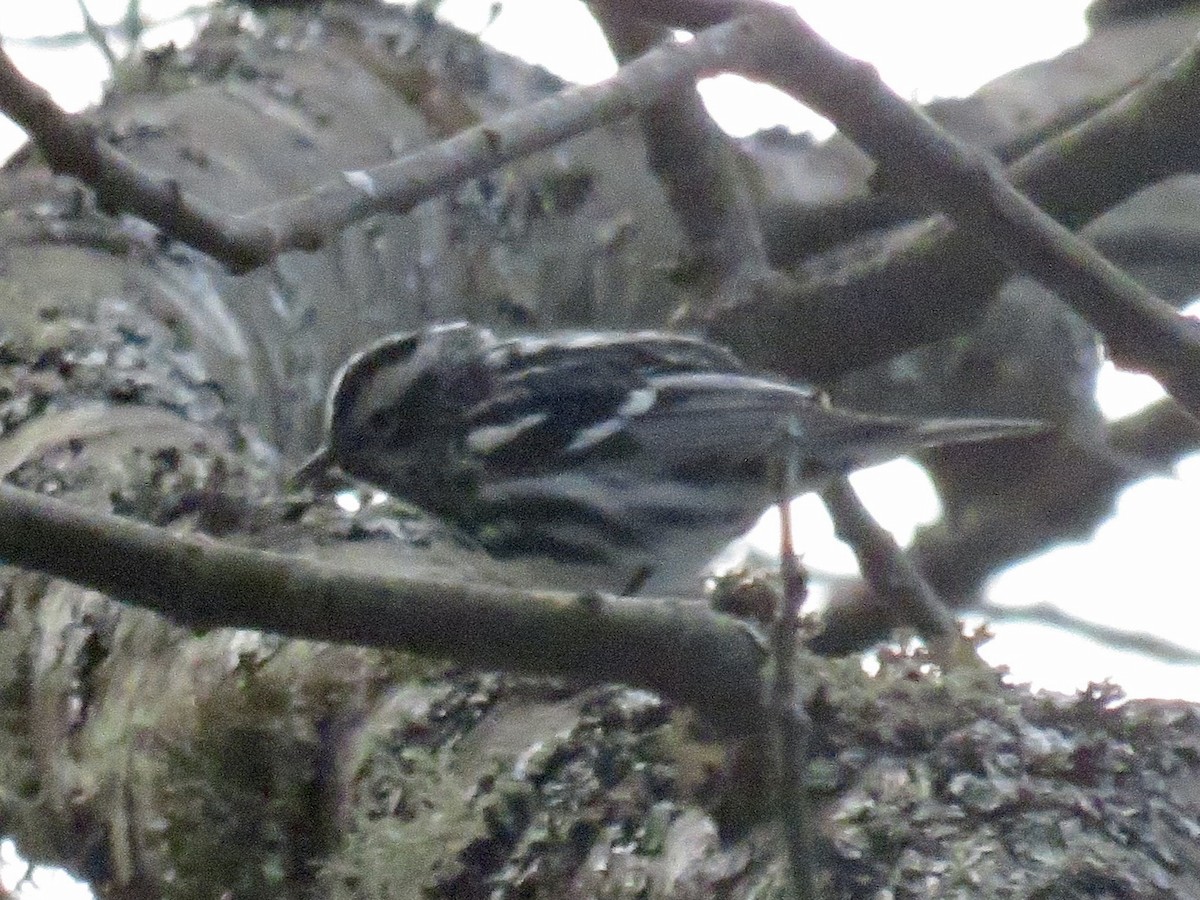 Black-and-white Warbler - ML446075451