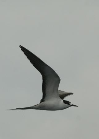 Sooty Tern - ML446075521