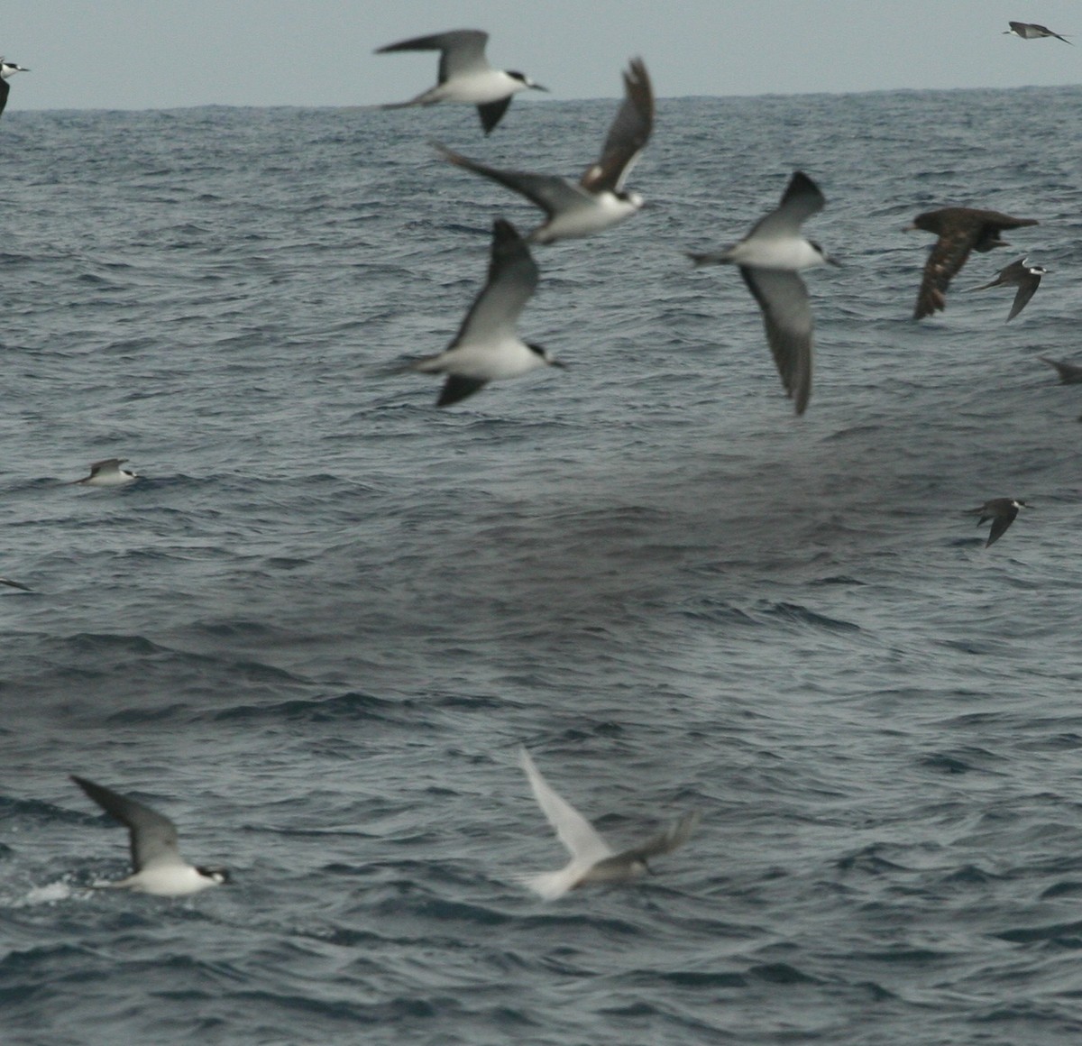 Sooty Tern - ML446075531