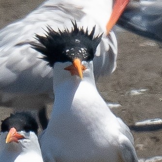 Elegant Tern - Annie Flower