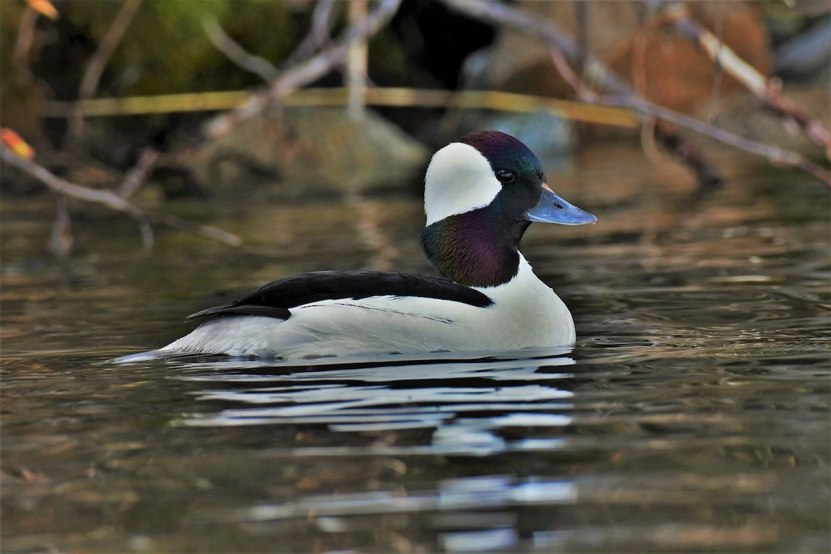 Bufflehead - ML446076851