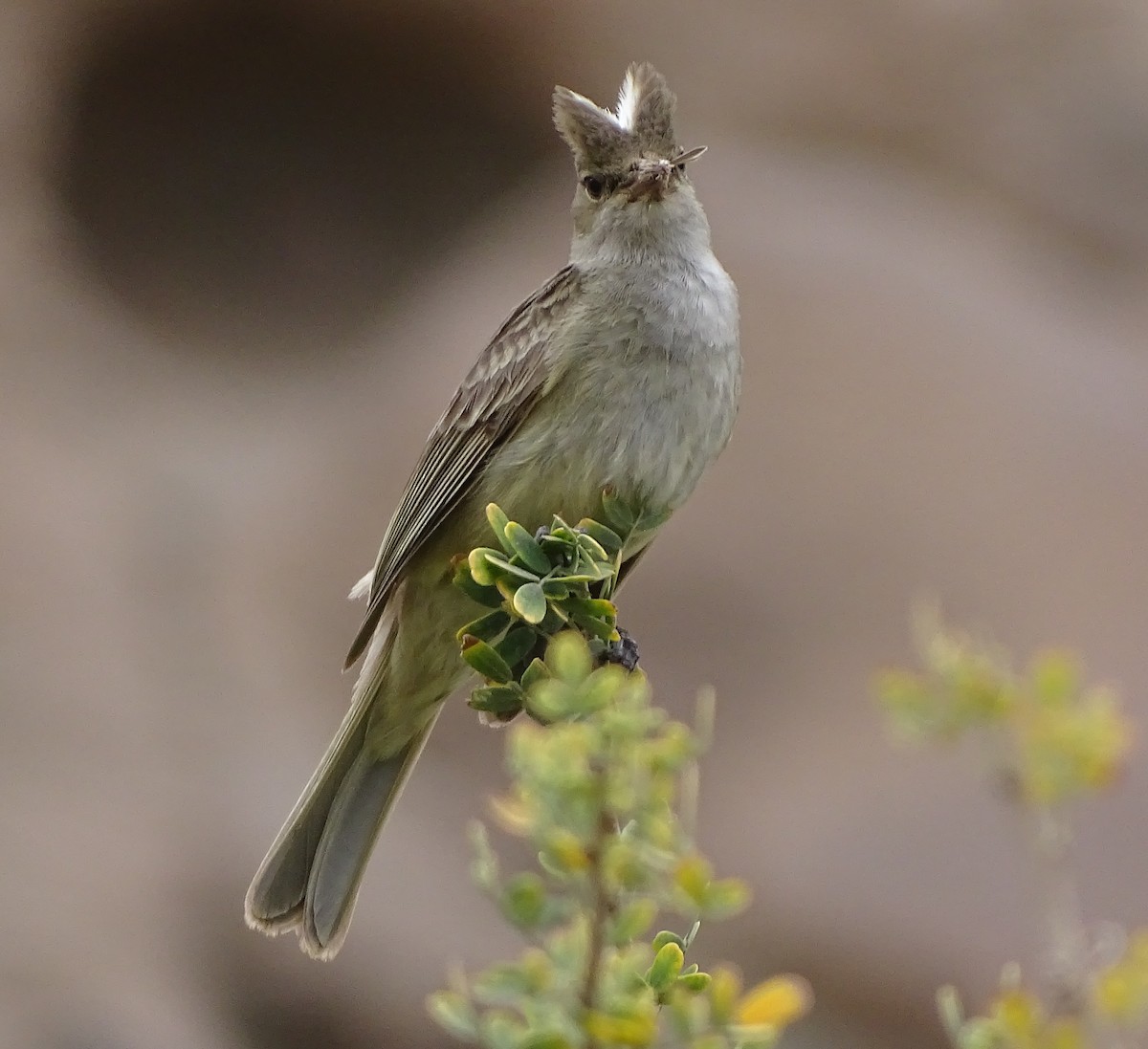 White-crested Elaenia - ML44608061