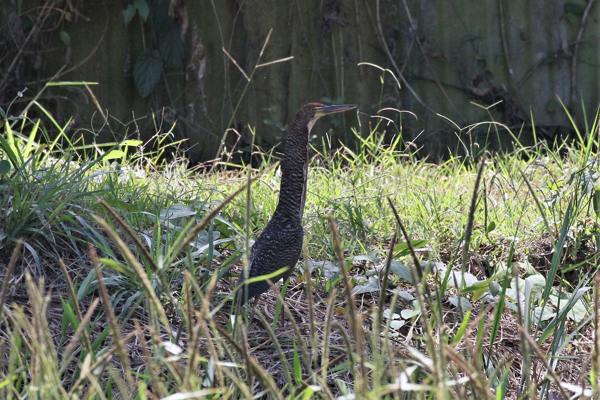 Rufescent Tiger-Heron - Mark Stanley