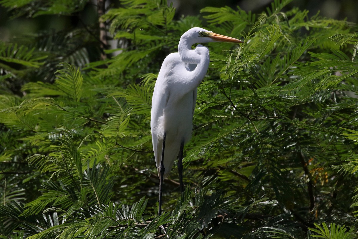 Great Egret - Mark Stanley