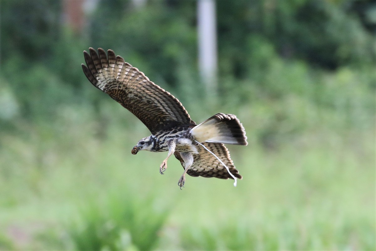 Snail Kite - Mark Stanley