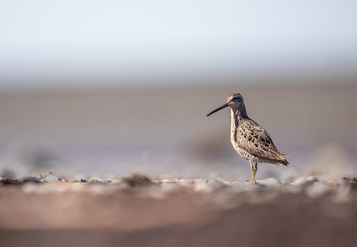 Short-billed Dowitcher - ML446083141