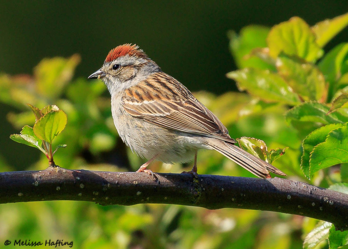 Chipping Sparrow - ML446084431
