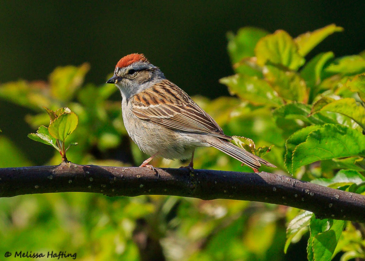 Chipping Sparrow - Melissa Hafting