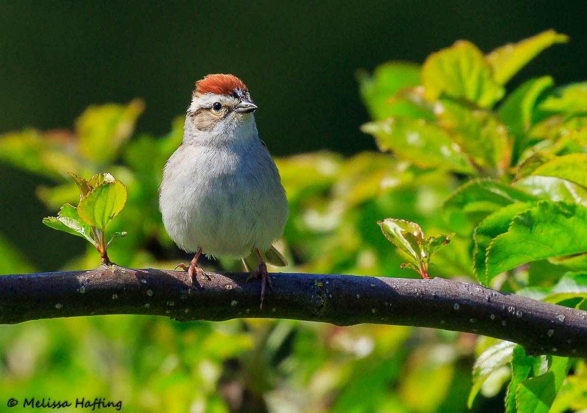 Chipping Sparrow - ML446084451
