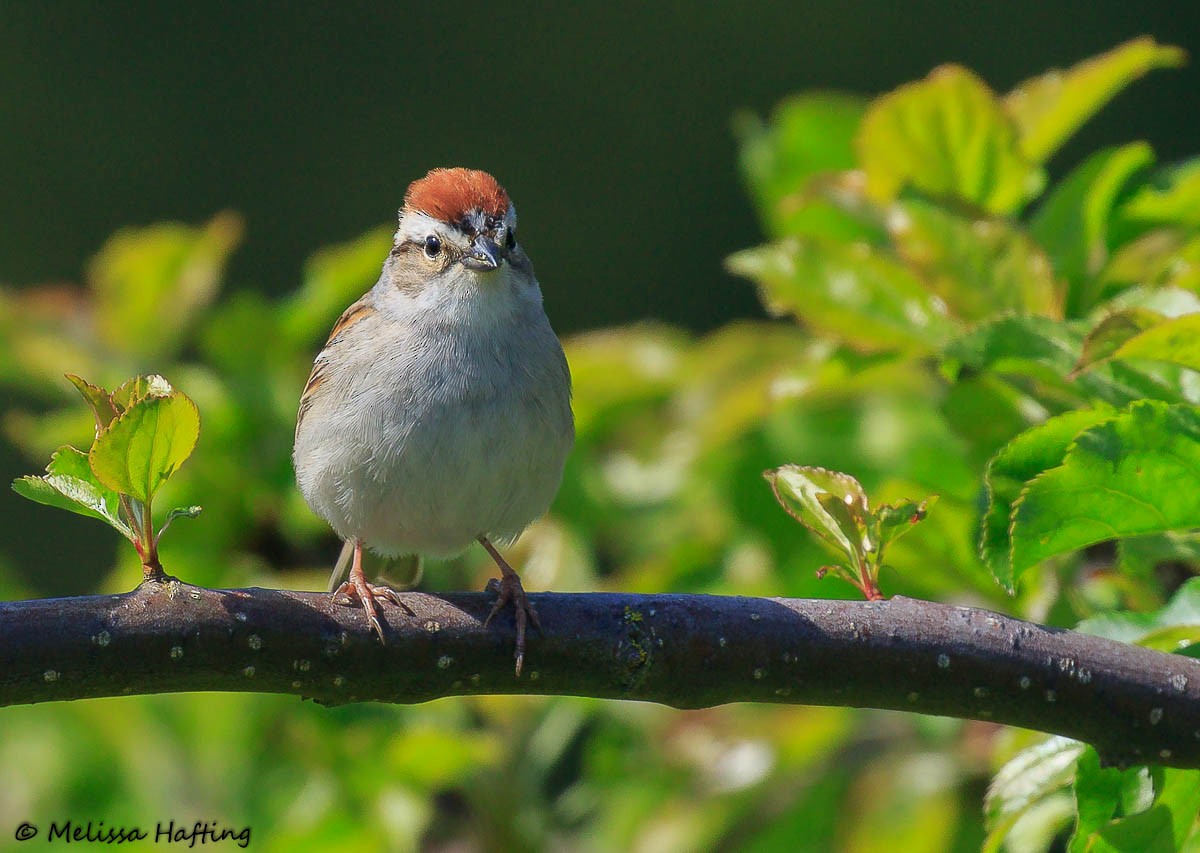 Chipping Sparrow - ML446084461