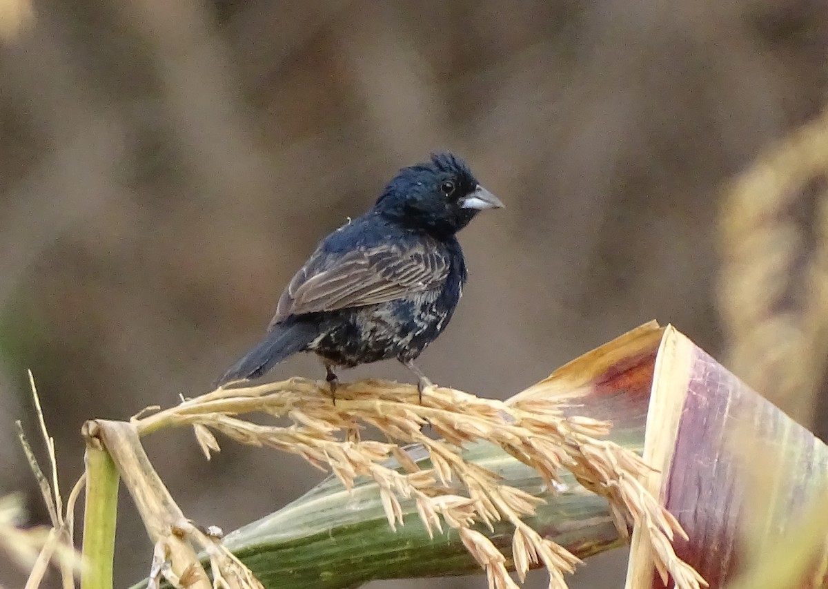 Blue-black Grassquit - ML44608461