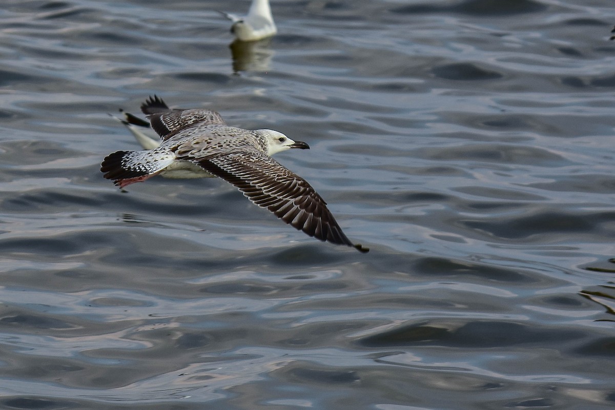 Caspian Gull - ML446085001