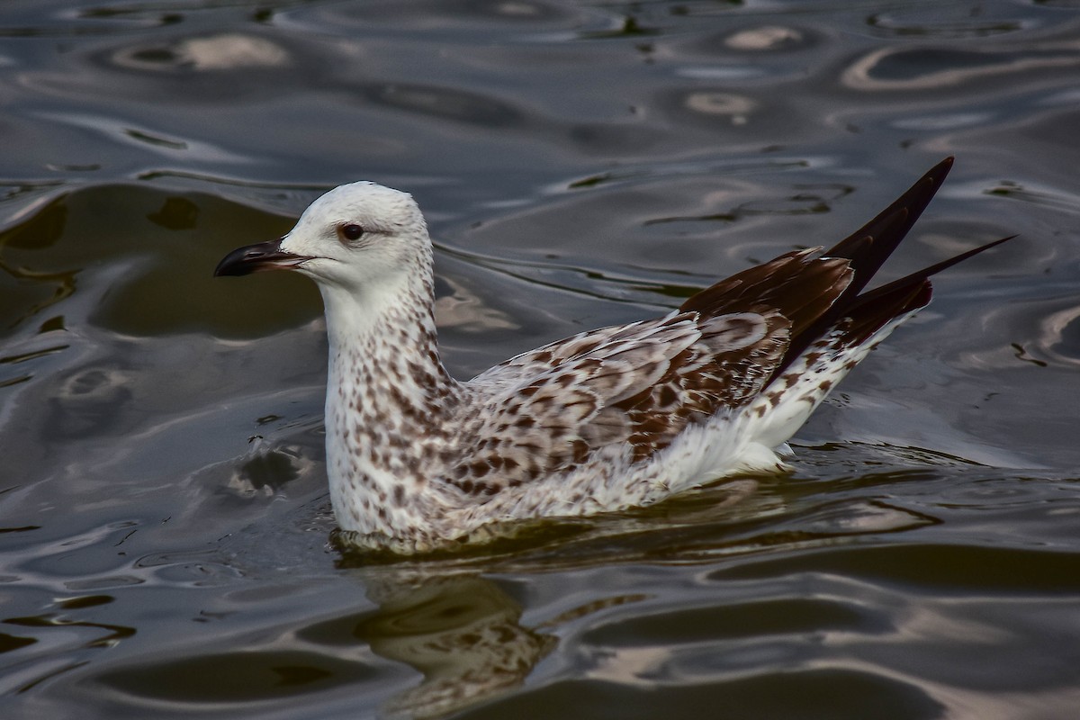 Caspian Gull - ML446085051