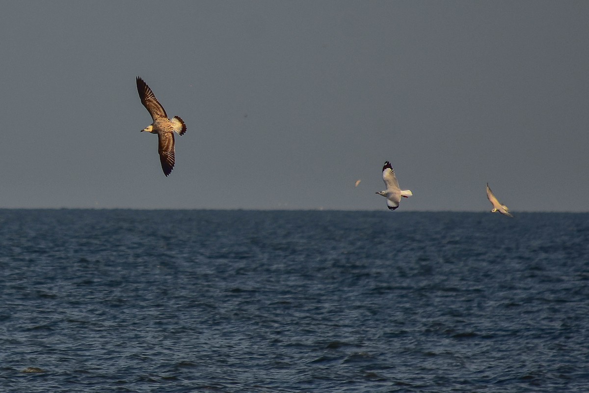 Caspian Gull - ML446085441