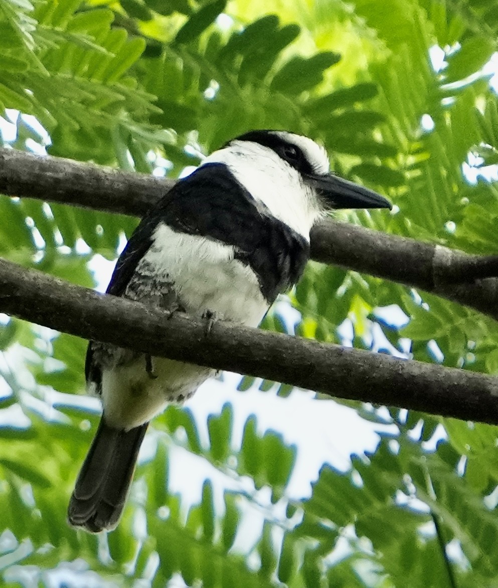 Weißnacken-Faulvogel - ML446085591