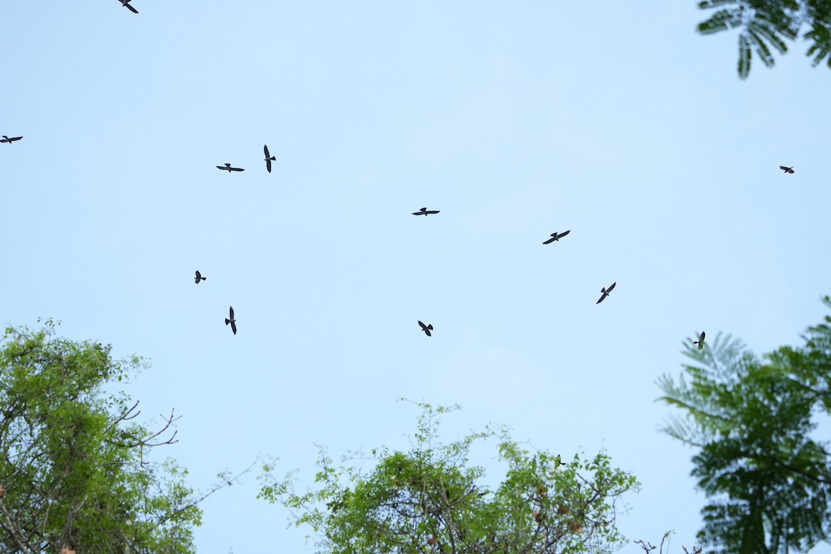 Mississippi Kite - ML446085741