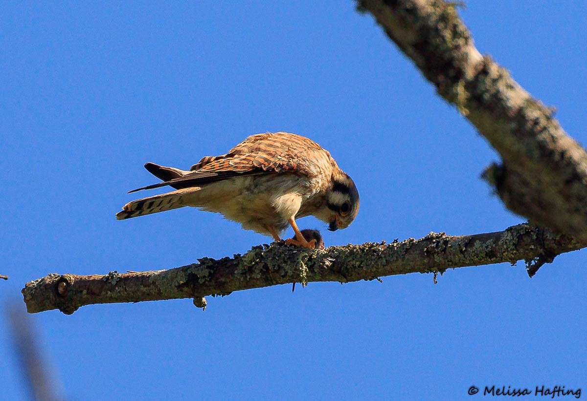 American Kestrel - ML446087081