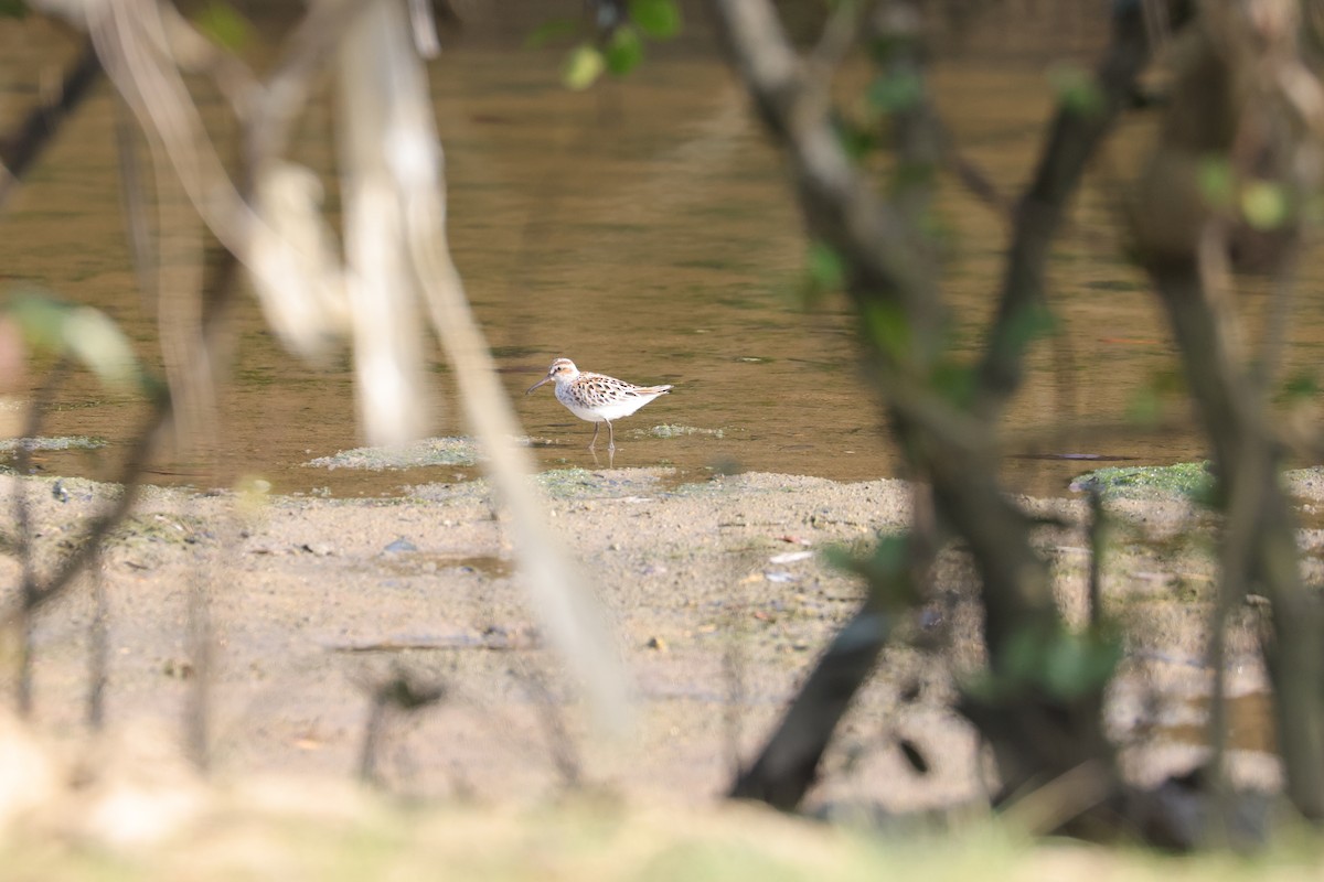 Broad-billed Sandpiper - ML446090341