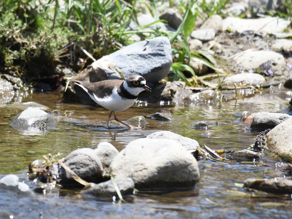 Little Ringed Plover - Yojiro Nagai