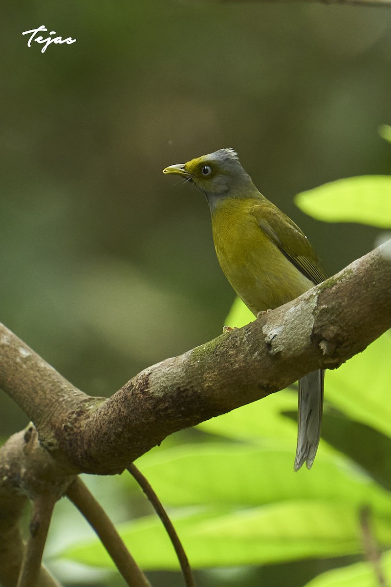 Gray-headed Bulbul - tejas k rao