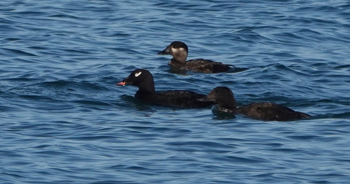 White-winged Scoter - Peter Blancher