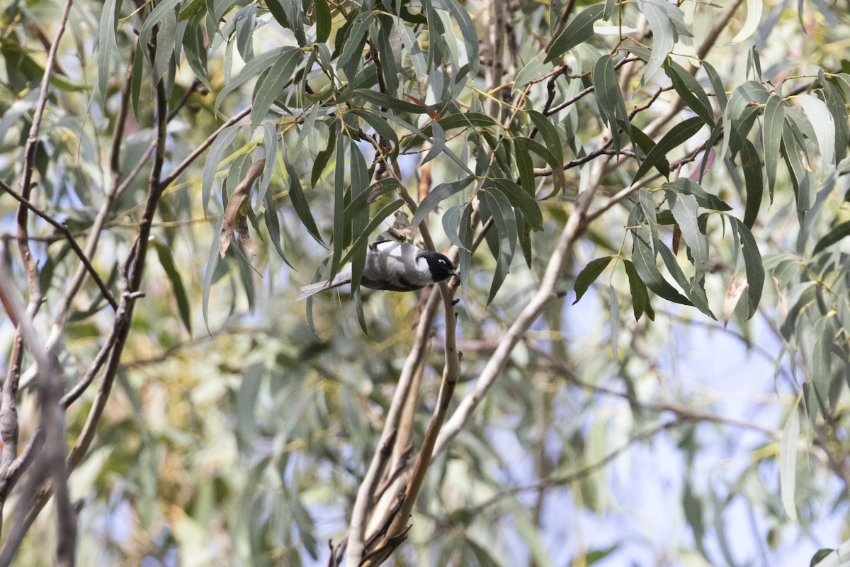 Méliphage à tête noire - ML446091311