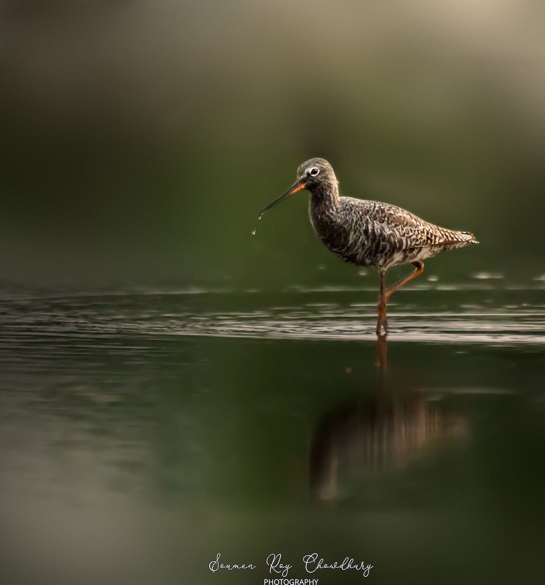 Spotted Redshank - Soumen Roy Chowdhury