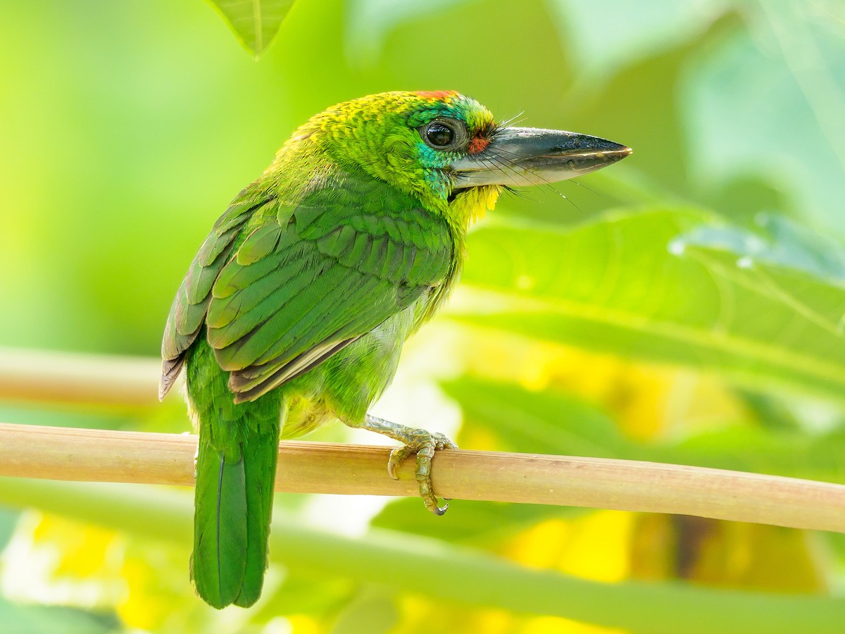 Red-throated Barbet - ML446094321