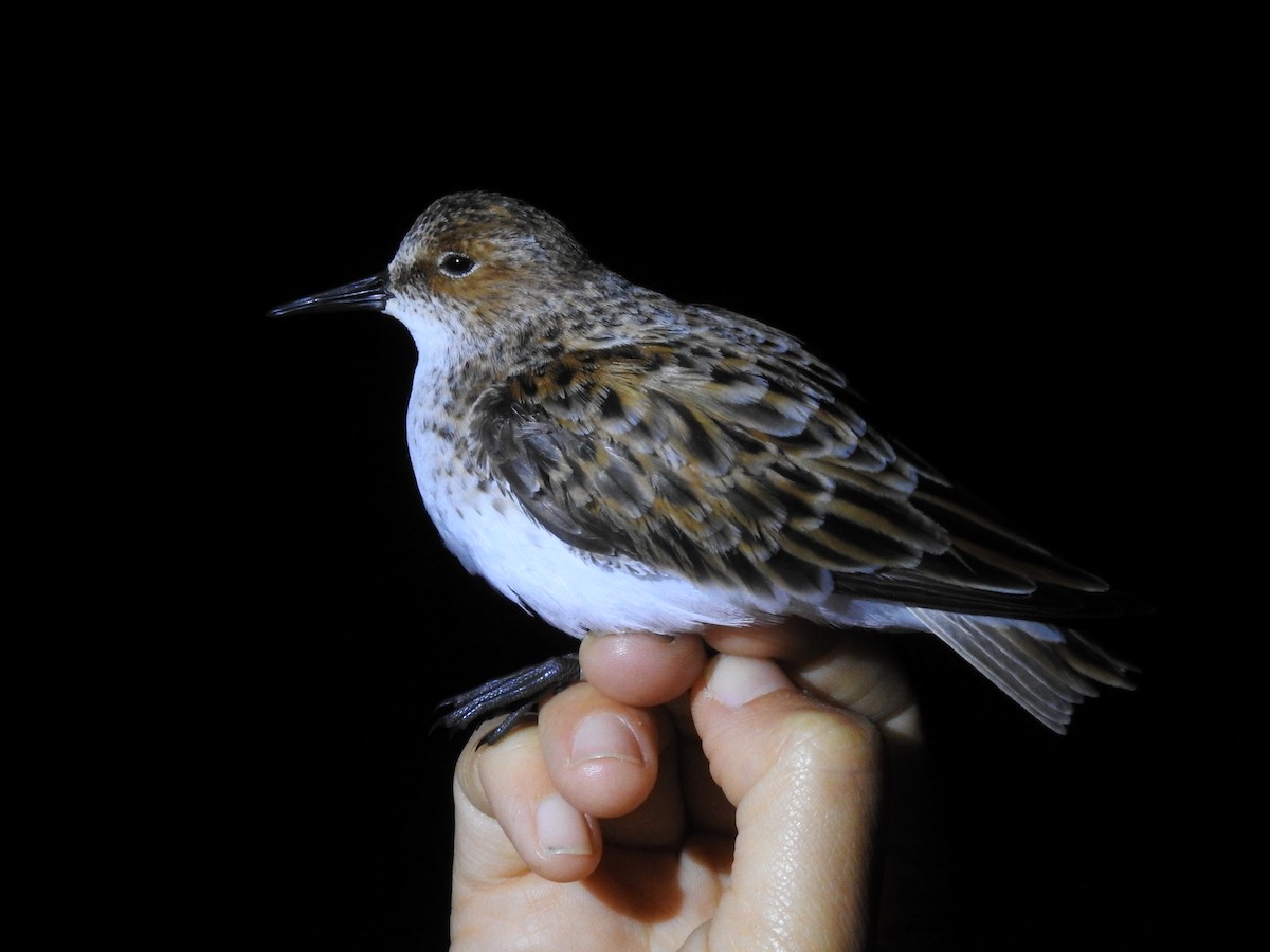 Little Stint - ML446094801