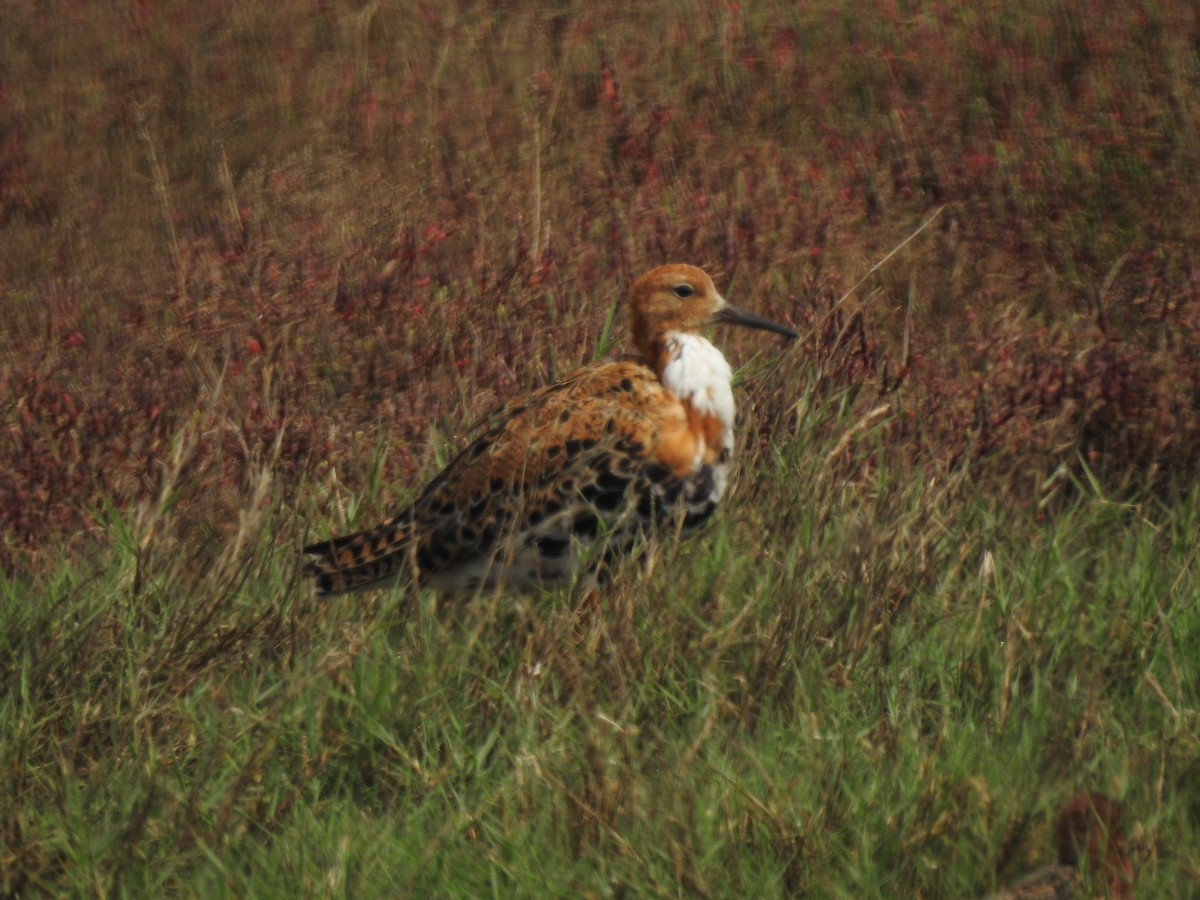 Kampfläufer - ML446094931