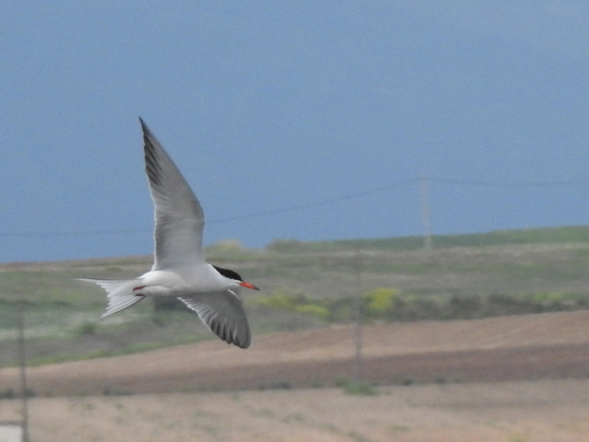Common Tern - Aris Vouros