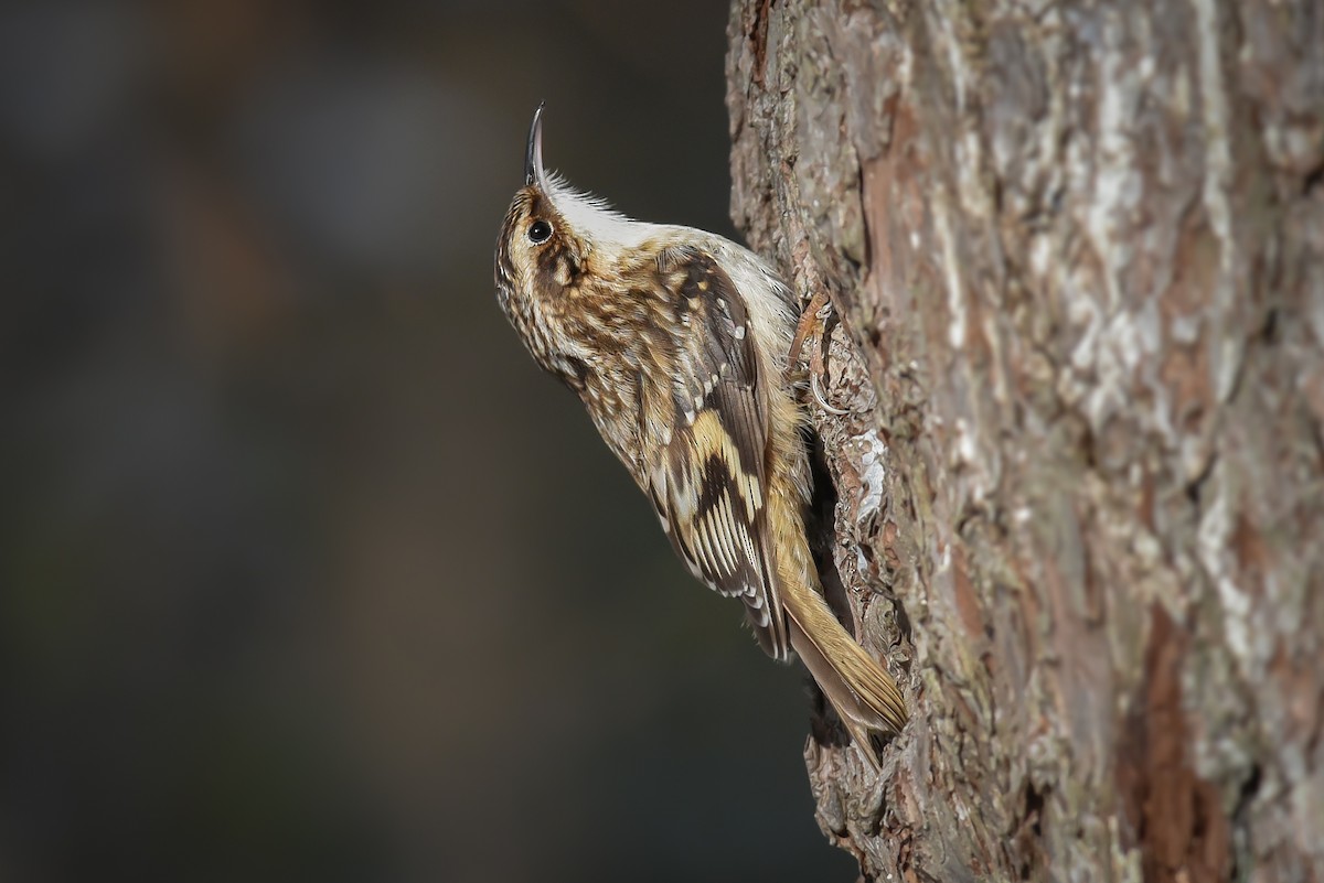 Brown Creeper - ML44609561