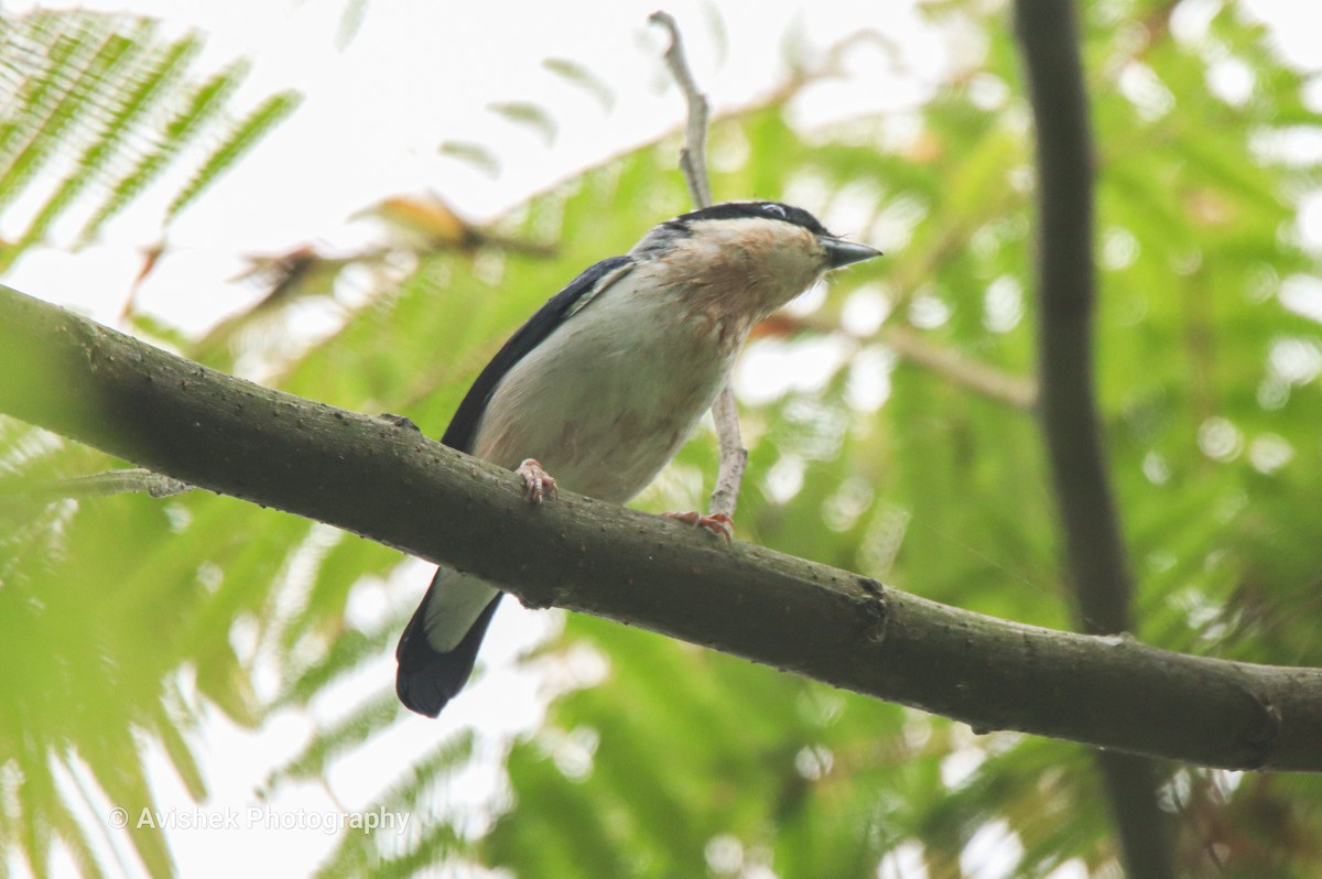 White-browed Shrike-Babbler (Himalayan) - ML446097071