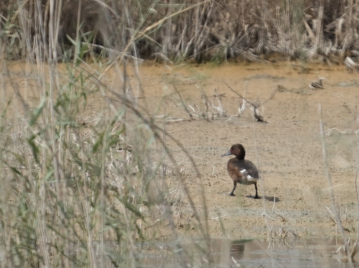 Ferruginous Duck - ML446097181