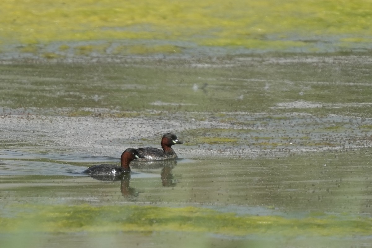 Little Grebe - ML446097221