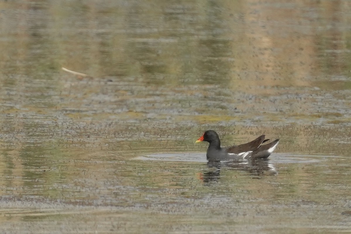 Eurasian Moorhen - Amir Modiri