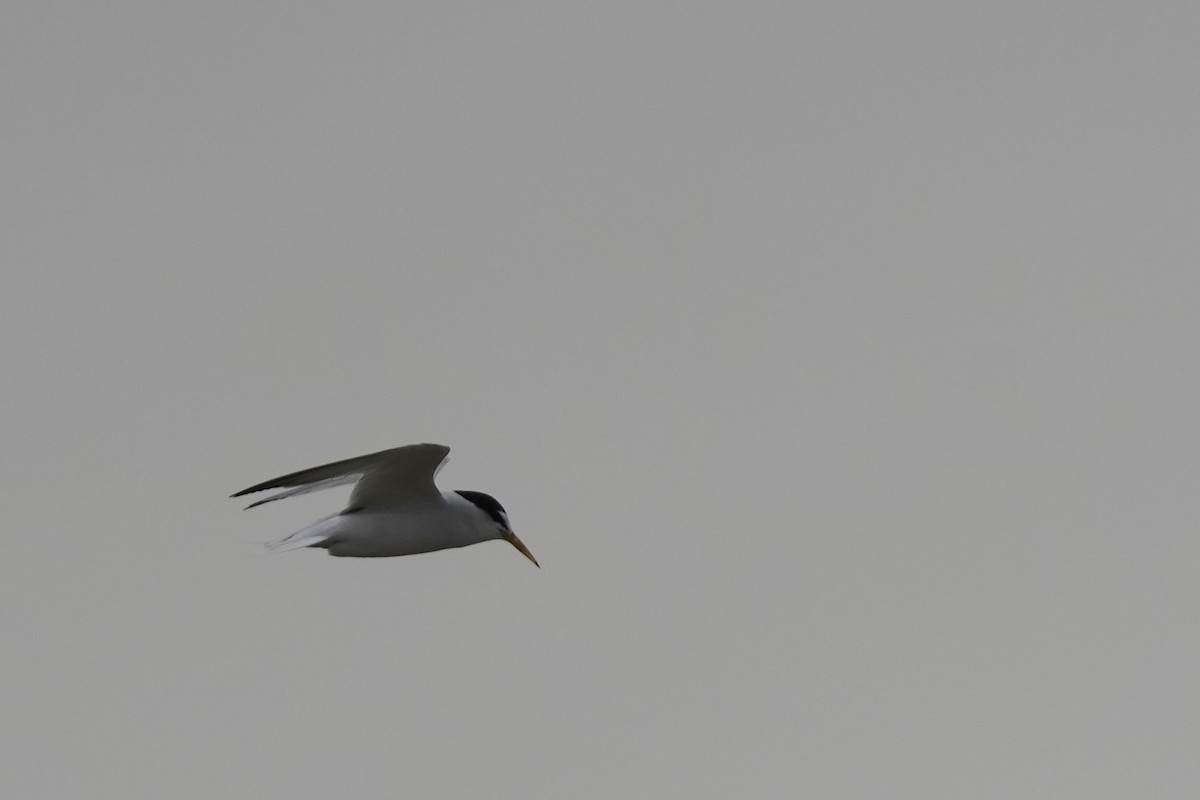 Little Tern - Amir Modiri