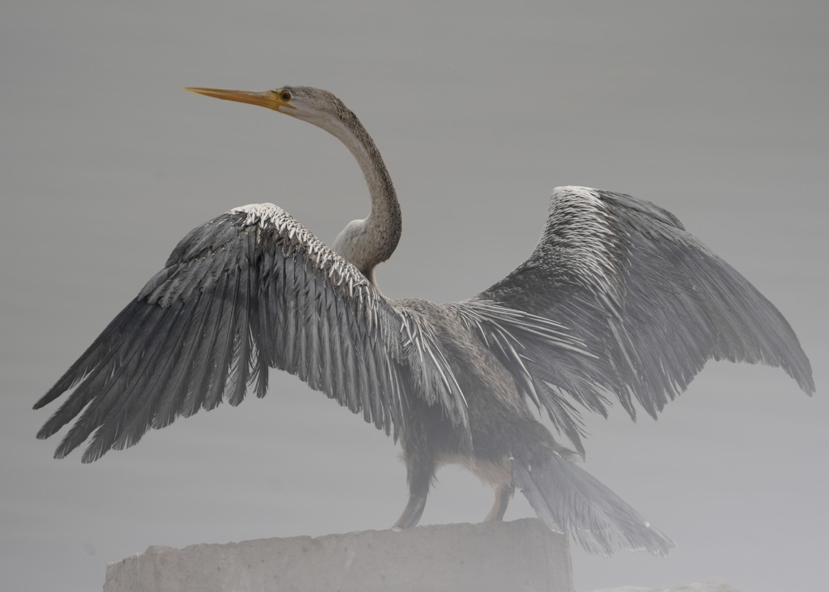 anhinga africká - ML446097631