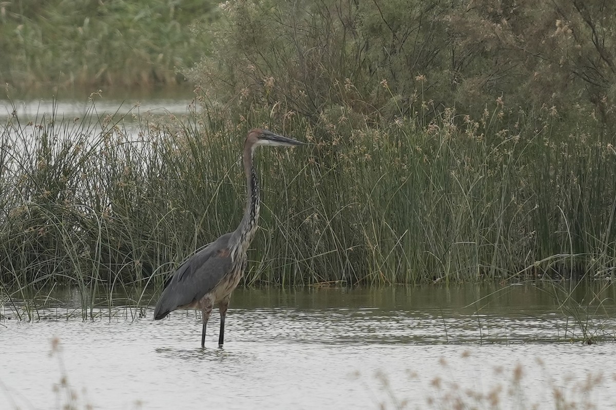 Héron goliath - ML446097741