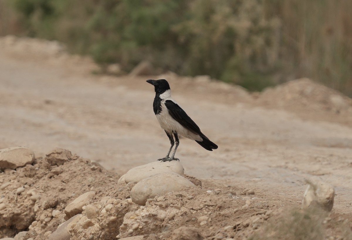 Hooded Crow (Mesopotamian) - ML446097861