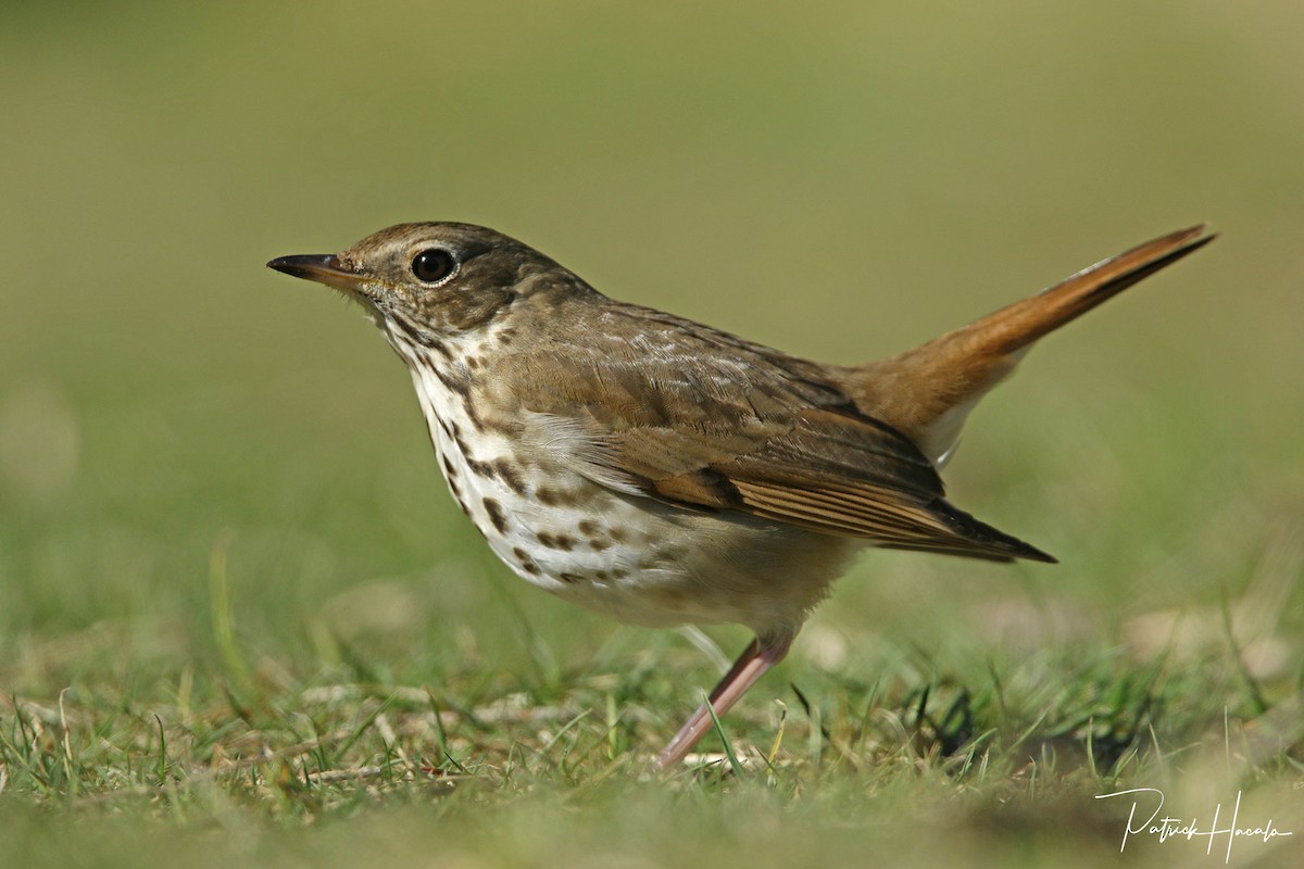 Hermit Thrush - ML446098751