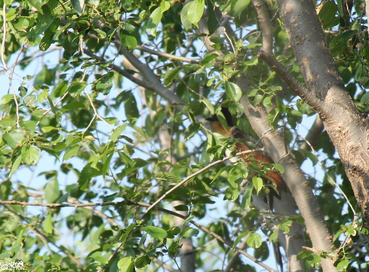 Chestnut-winged Cuckoo - ML446099161