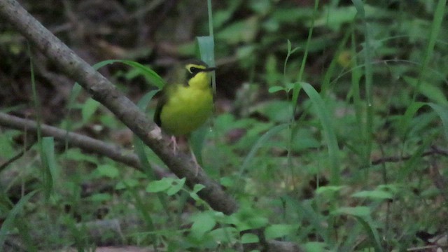 Kentucky Warbler - ML446099351