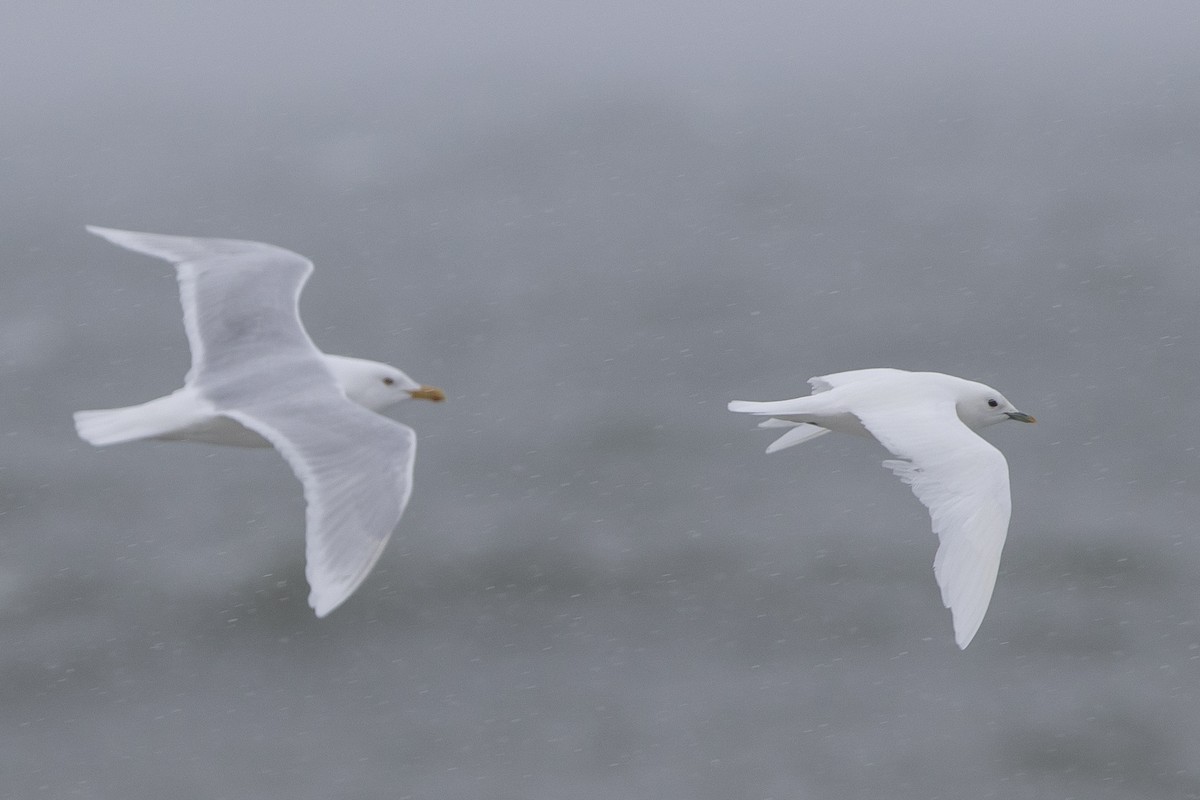 Ivory Gull - ML446099641