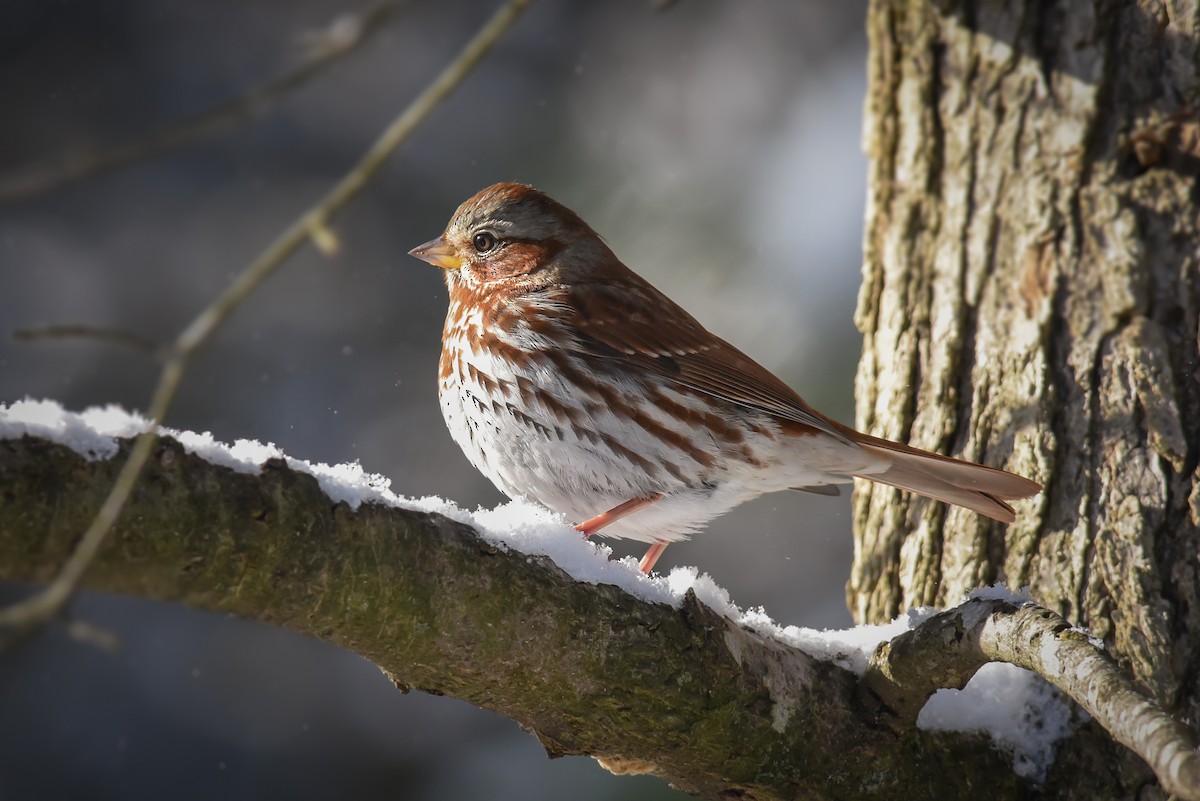 Fox Sparrow - ML44610021