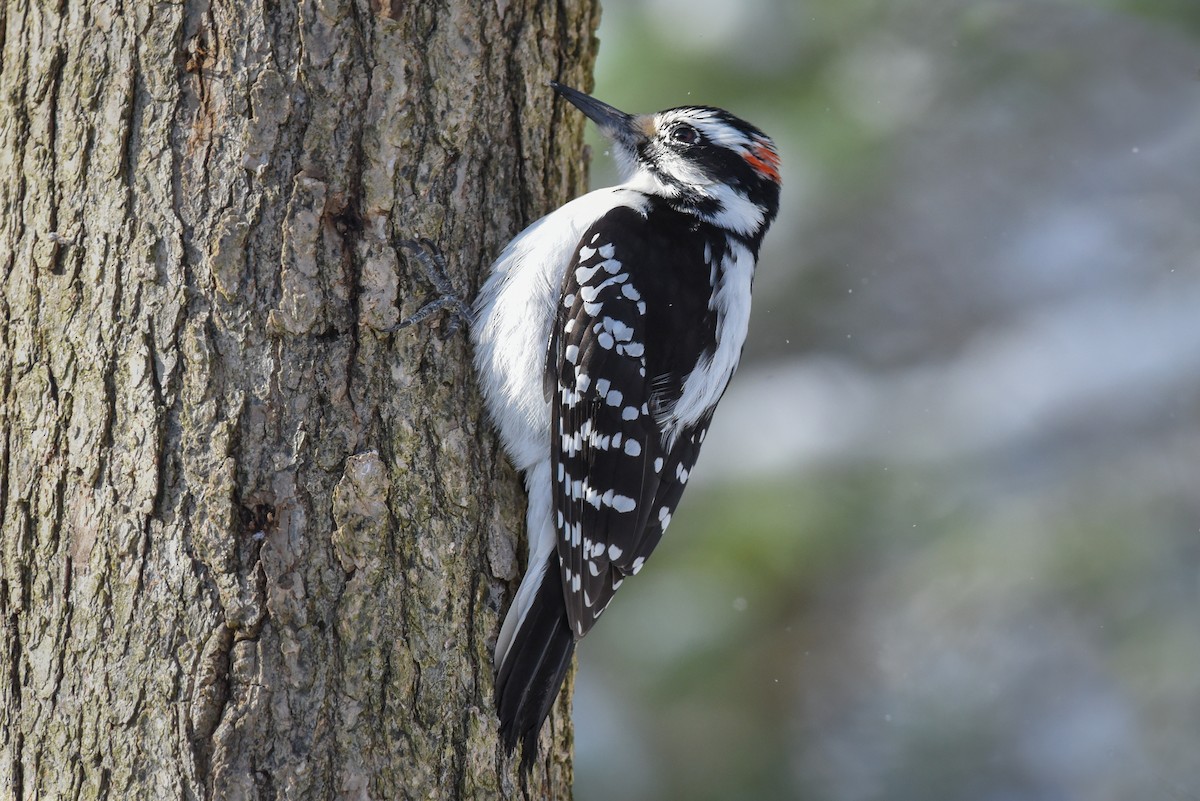 Hairy Woodpecker - ML44610141